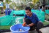 Nuôi hàng tấn cá Koi đang hot này, anh nông dân Tây Ninh trúng lớn